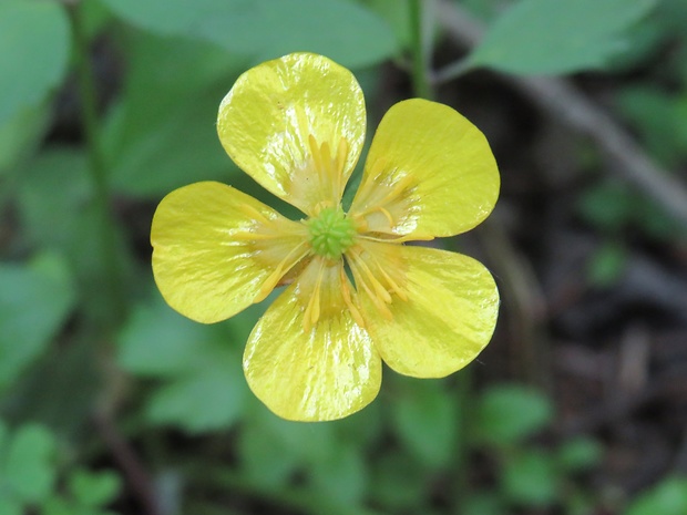 iskerník hľuznatý Ranunculus bulbosus L.