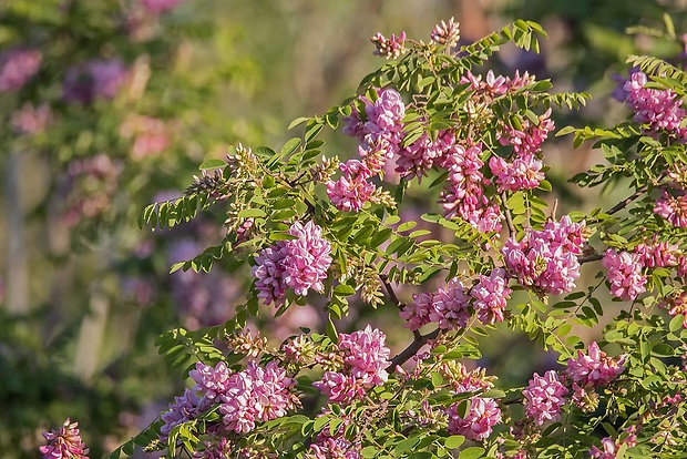 agát lepkavý Robinia viscosa Vent.