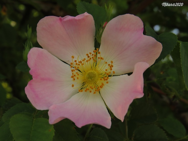 ruža šípová Rosa canina L.