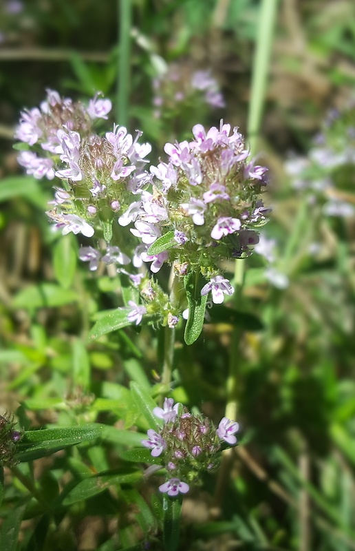 dúška vajcovitá Thymus pulegioides L.