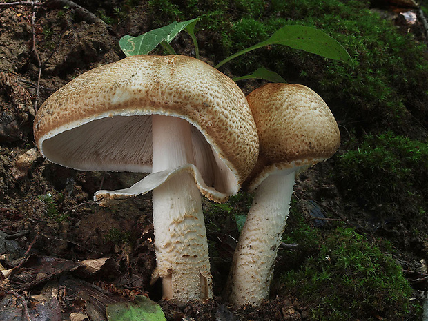 pečiarka obrovská Agaricus augustus Fr.