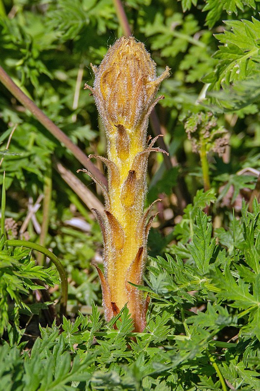 záraza alsaská Orobanche alsatica Kirschl.