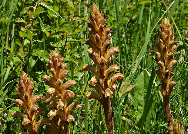 záraza žltá Orobanche lutea Baumg.