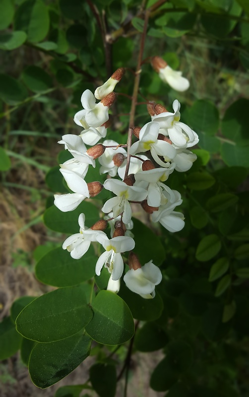 agát biely Robinia pseudoacacia L.