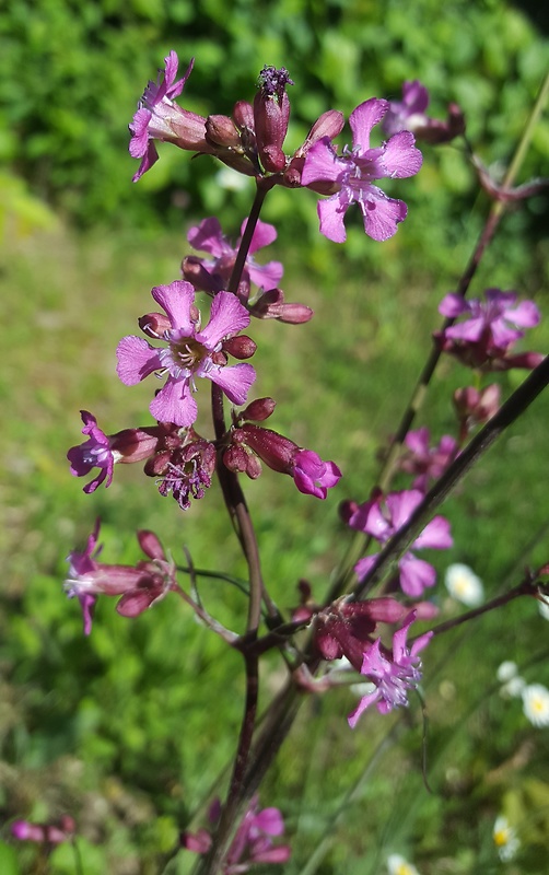 smolnička obyčajná Viscaria vulgaris