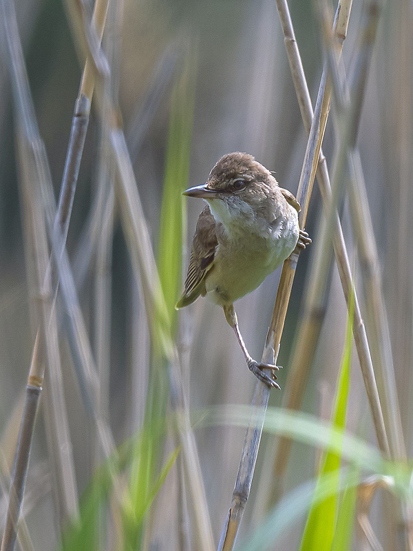 trsteniarik škriekavý Acrocephalus arundinaceus