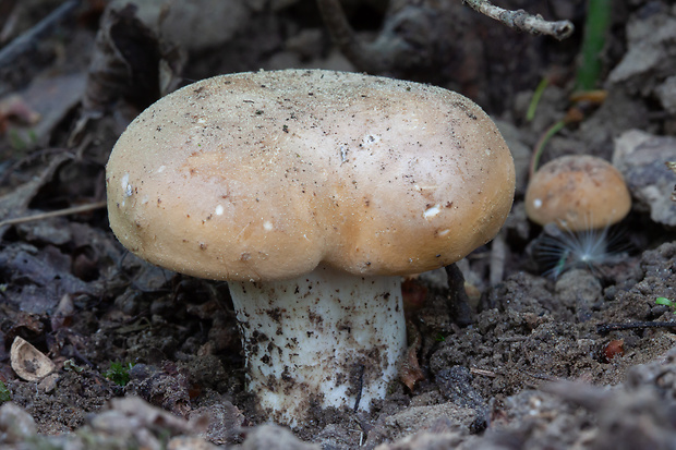 čírovnica májová Calocybe gambosa (Fr.) Donk