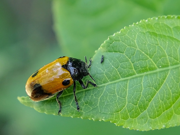 vrbinár štvorbodý Clytra quadripunctata Linnaeus, 1758