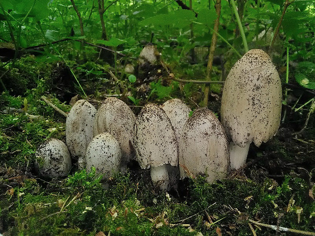 hnojník atramentový Coprinopsis atramentaria (Bull.) Redhead, Vilgalys & Moncalvo