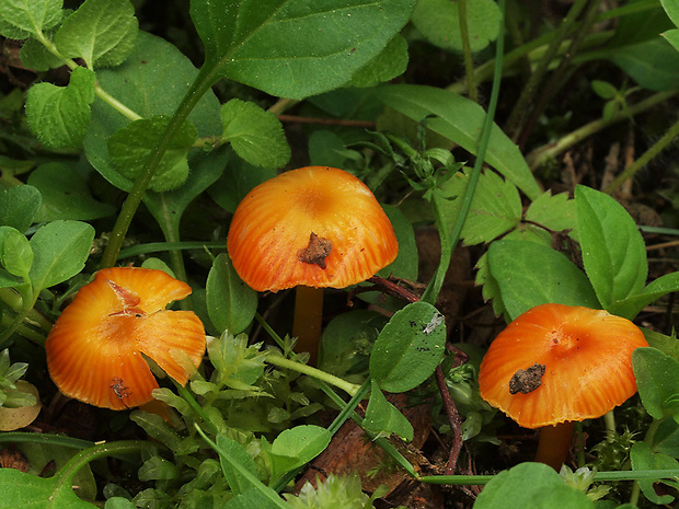 lúčnica blednúca Hygrocybe insipida (J.E. Lange ex S. Lundell) M.M. Moser