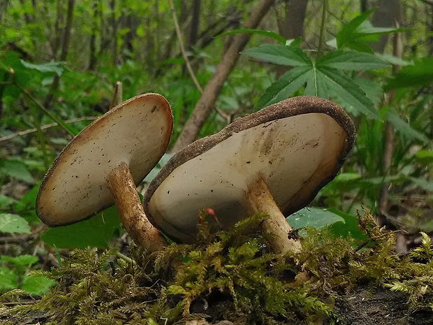 trúdnik strapkatý Lentinus substrictus (Bolton) Zmitr. & Kovalenko