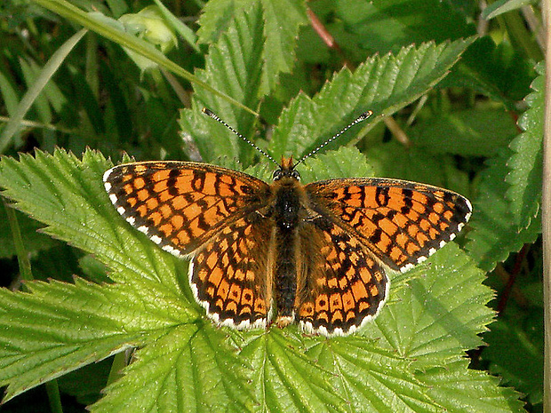 hnedáčik mriežkovaný  Melitaea cinxia  Linnaeus, 1758