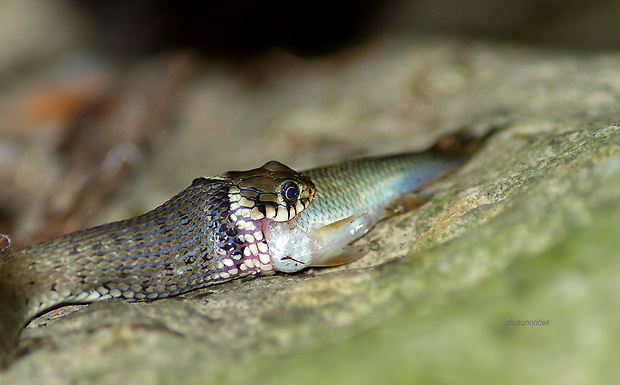 užovka obojková  Natrix natrix