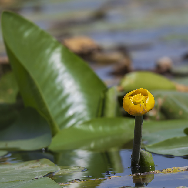 leknica žltá Nuphar lutea (L.) Sm.