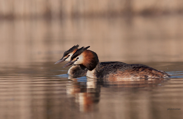 potápka chochlatá  Podiceps cristatus