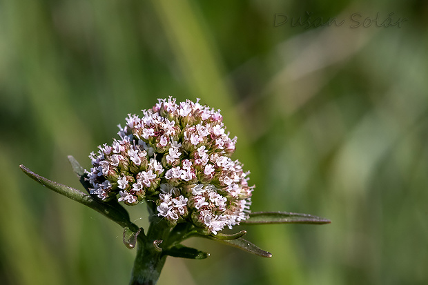 valeriána lekárska Valeriana officinalis L.