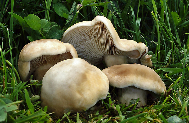 čírovnica májová Calocybe gambosa (Fr.) Donk