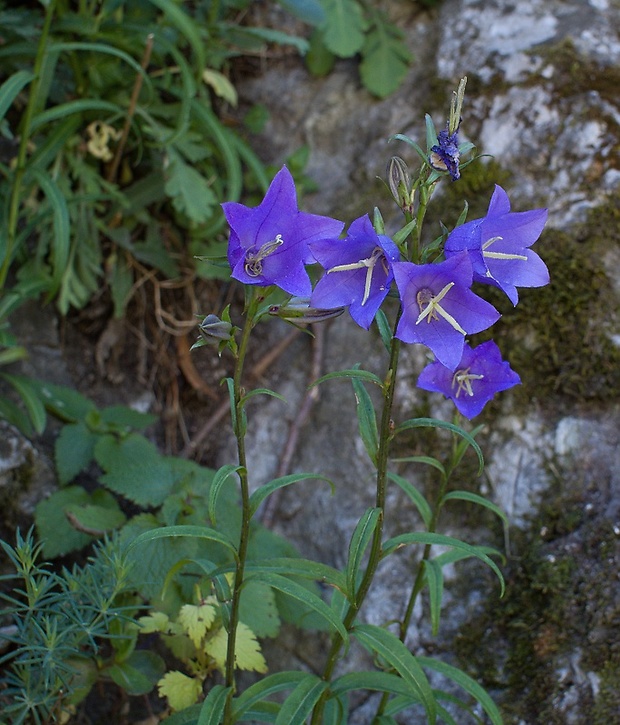 zvonček broskyňolistý Campanula persicifolia L.