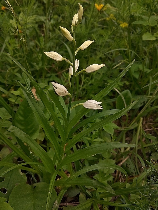 prilbovka dlholistá Cephalanthera longifolia (L.) Fritsch