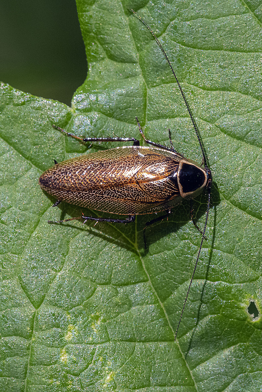 švábik hôrny  Ectobius silvestris