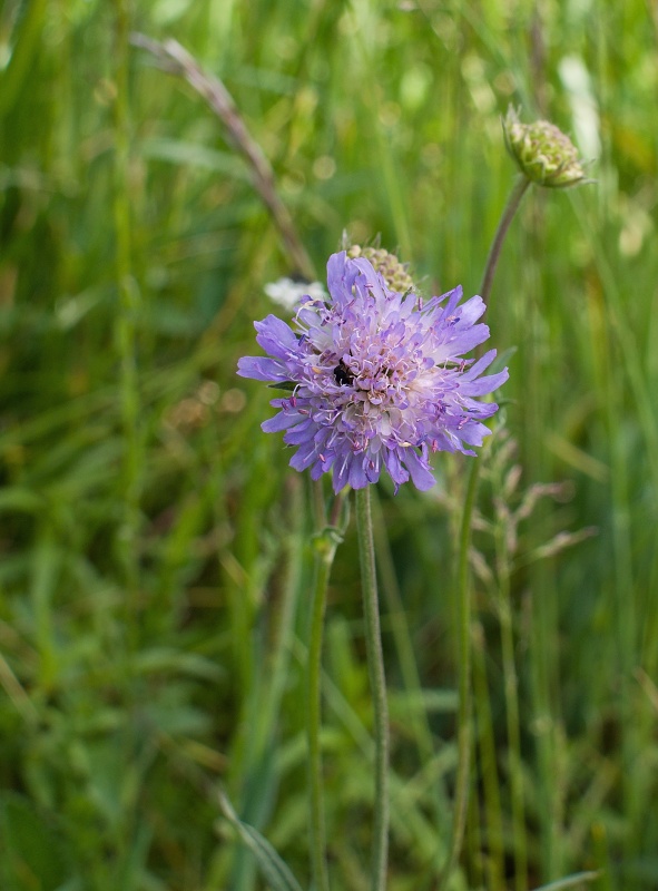 chrastavec roľný Knautia arvensis (L.) Coult.