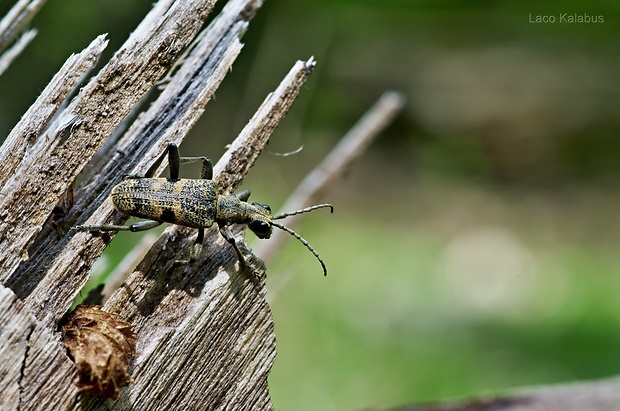 fúzač Rhagium mordax