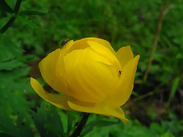 žltohlav najvyšší - žltá varieta Trollius altissimus Crantz