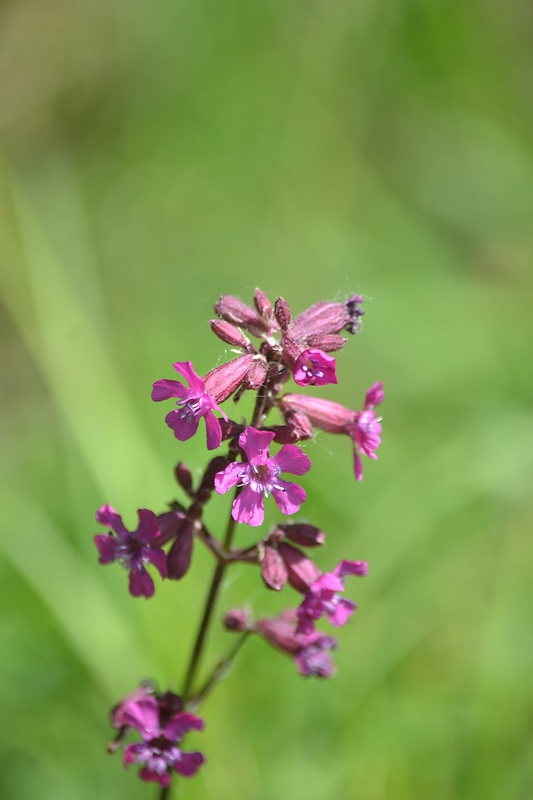 smolnička obyčajná Viscaria vulgaris