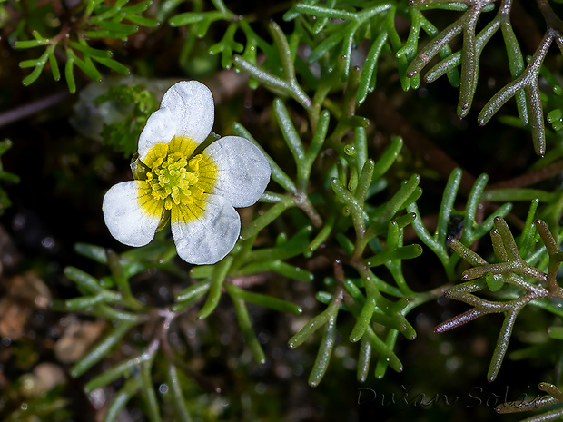 močiarka niťovitolistá Batrachium trichophyllum (Chaix) Bosch