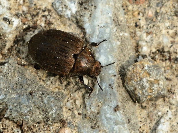 meravec Byrrhus pilula