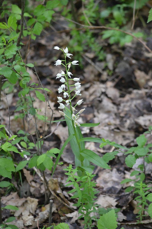 prilbovka dlholistá Cephalanthera longifolia (L.) Fritsch