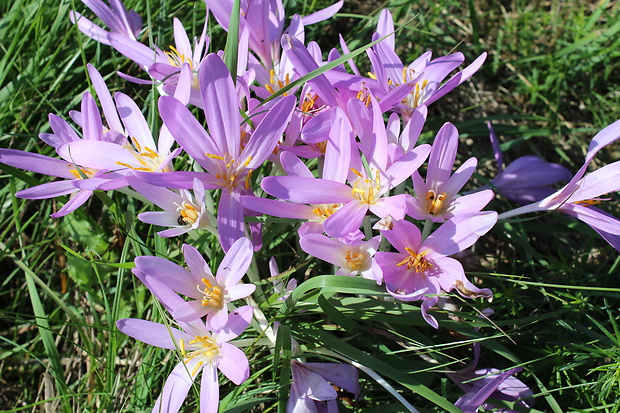 jesienka obyčajná Colchicum autumnale