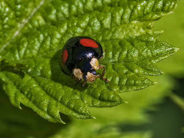 lienka Harmonia axyridis f.spectabilis