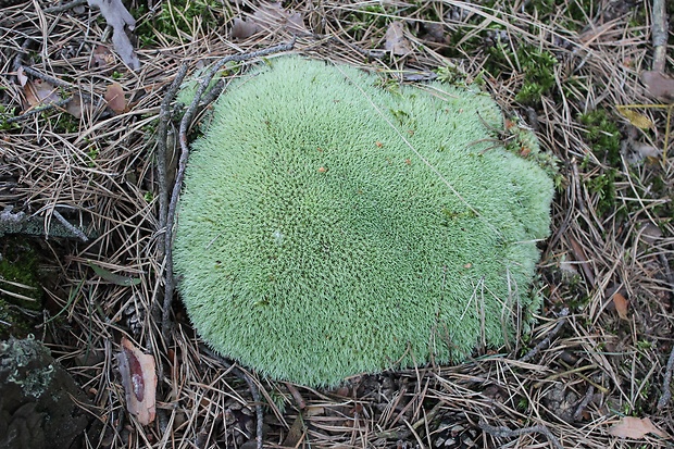 bielomach sivý Leucobryum glaucum (Hedw.) Angst.