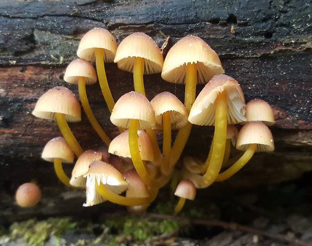 prilbička žltohlúbiková Mycena renati Quél.