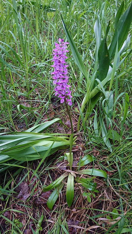 vstavač mužský Orchis mascula (L.) L.