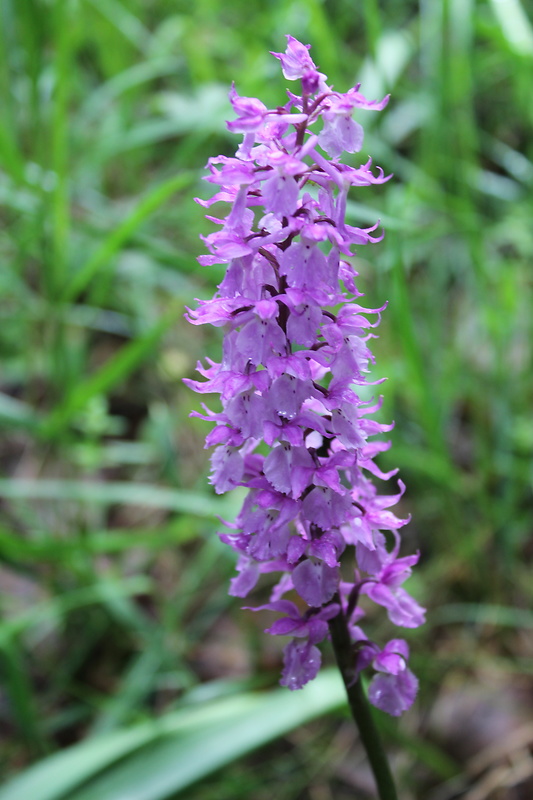 vstavač mužský Orchis mascula (L.) L.