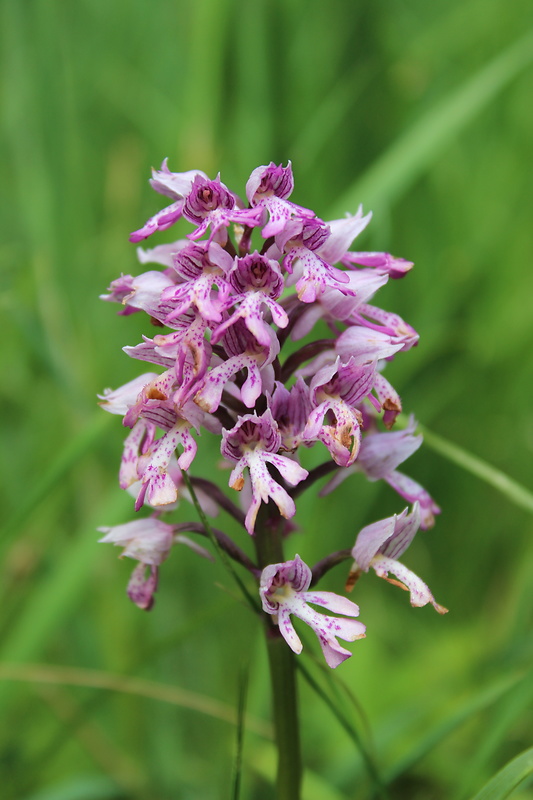 vstavač vojenský Orchis militaris L.