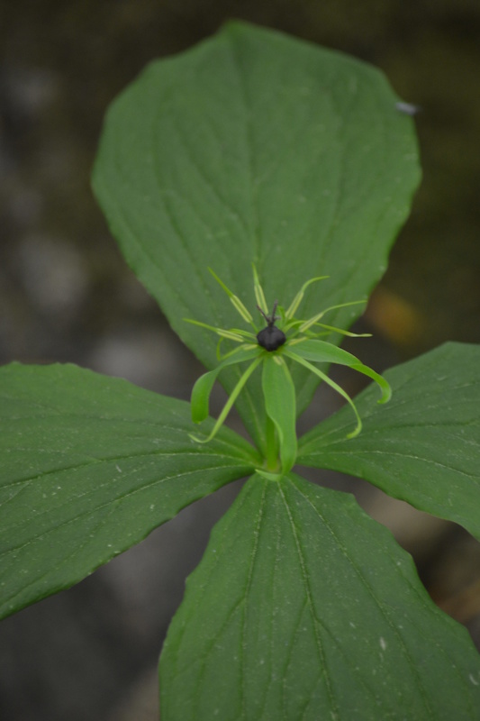 vranovec štvorlistý Paris quadrifolia L.