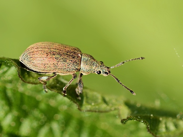 nosánik Phyllobius pyri