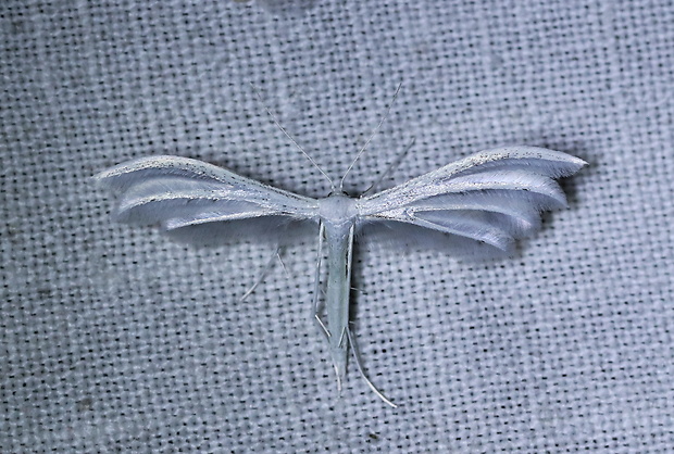 pierkavec povojový Pterophorus pentadactyla