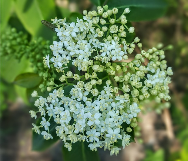 baza čierna Sambucus nigra L.