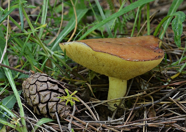 masliak zrnitý Suillus granulatus (L.) Roussel