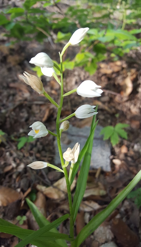 prilbovka dlholistá Cephalanthera longifolia (L.) Fritsch