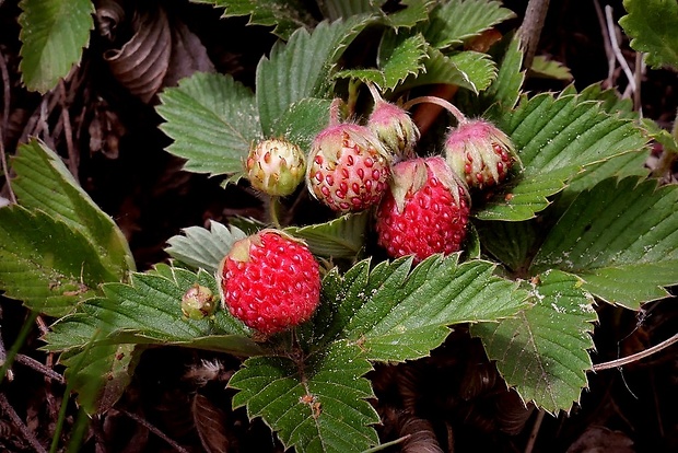 jahoda trávnicová Fragaria viridis (Duchesne) Weston