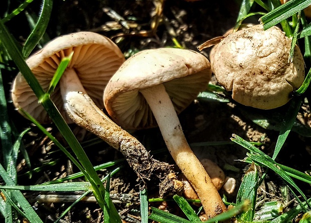 tanečnica poľná Marasmius oreades (Bolton) Fr.