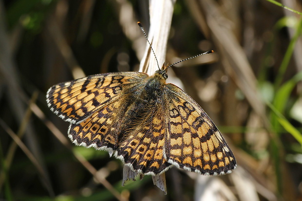 hnedáčik mriežkovaný Melitaea cinxia