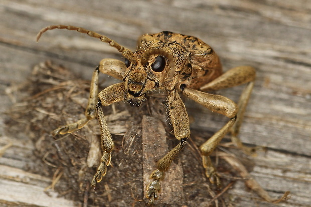 fuzáč žltoškvrnný Rhagium sycophanta