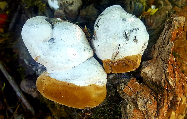 práchnovček pásikavý Fomitopsis pinicola (Sw.) P. Karst.