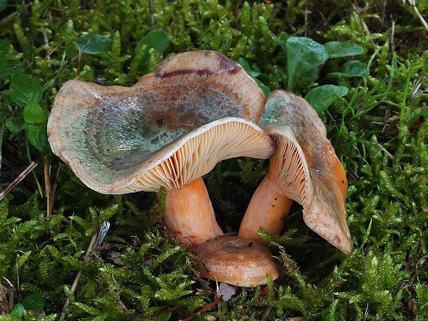 rýdzik oranžovokrvavý Lactarius semisanguifluus R. Heim & Leclair